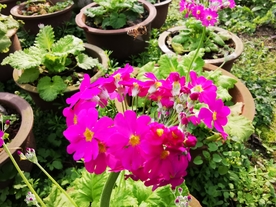 红色的报春花摄影美图