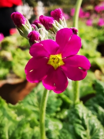 报春花摄影美图