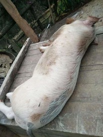 生猪