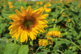 葵花