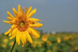 葵花