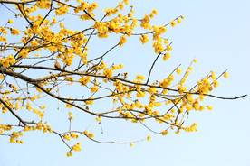 蜡梅