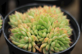 女雏多肉植物