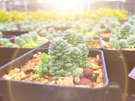 多肉 植物