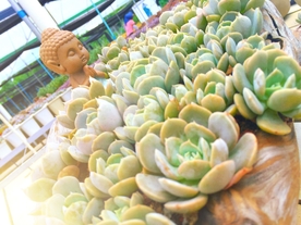 多肉 植物