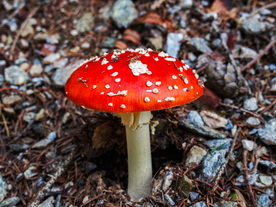 漂亮的红色毒蘑菇