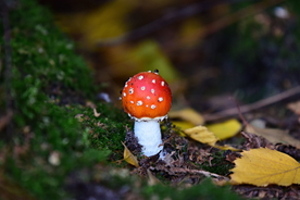 漂亮的红色毒蘑菇