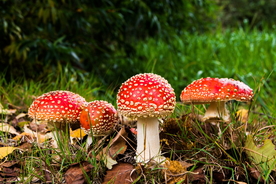 漂亮的红色毒蘑菇