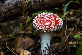 漂亮的红色毒蘑菇