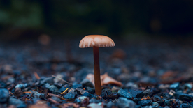 森林里的野生菌菇