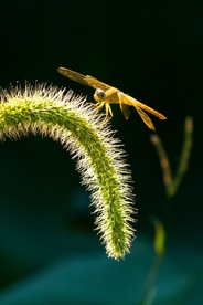 狗尾巴草
