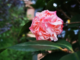粉色的山茶花