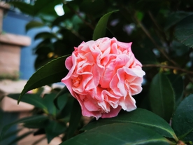 粉色的山茶花