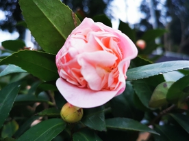 粉色的山茶花