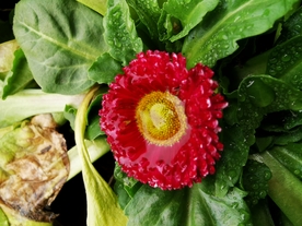 红色的菊花