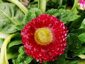 红色的菊花