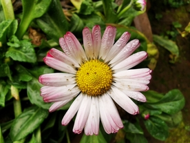 美丽的菊花