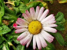 美丽的菊花