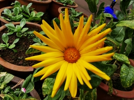 黄色的菊花