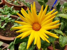 黄色的菊花