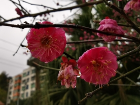 红梅花