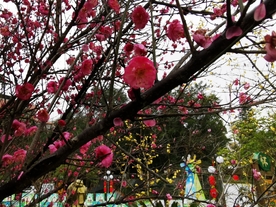 红梅花