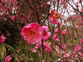 红梅花