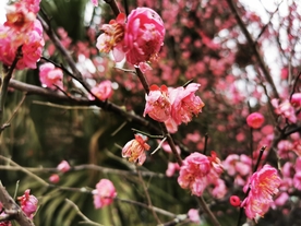 红梅花