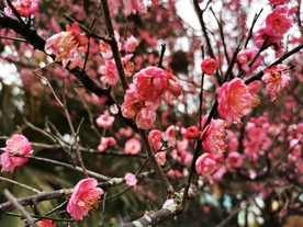 红梅花