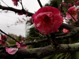 红梅花
