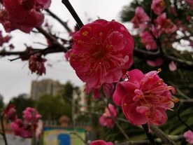 红梅花
