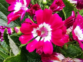 红梅花