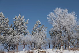 草原雪韵