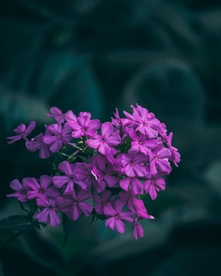 紫色小花