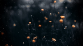 橙色小花