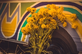 一大束菊花