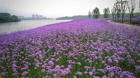 马鞭草