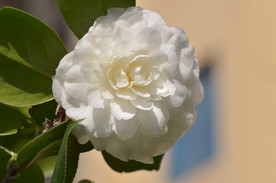 茶花