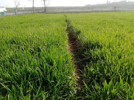 麦苗 小麦苗