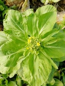 菜苔 有机青菜