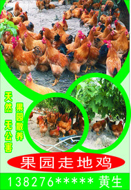 天然无公害果园散养走地鸡