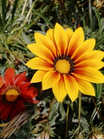 小雏菊