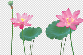 荷花  荷花荷叶 莲花 大荷花