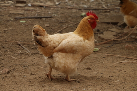 果园走地鸡