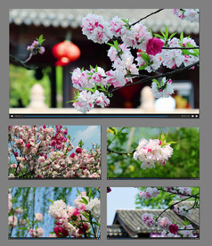 春天桃花开放视频素材