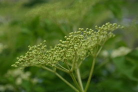 接骨草果实