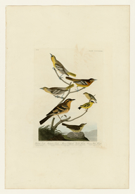 手绘插画 鸟类图鉴 图谱 装饰