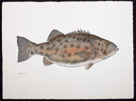 手绘插画 鱼类图鉴 早古图谱