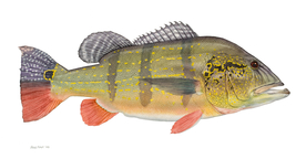 手绘插画 鱼类图鉴 早古图谱