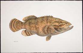 手绘插画 鱼类图鉴 早古图谱